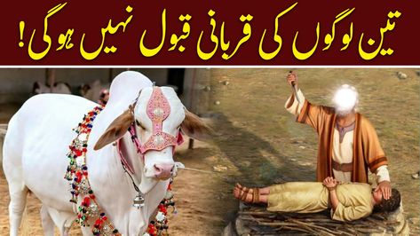 Qurbani Ka Janwar, Eid Ul Adha Qurbani, Eid Ul Adha, Eid Al Adha, Video Production, Audio