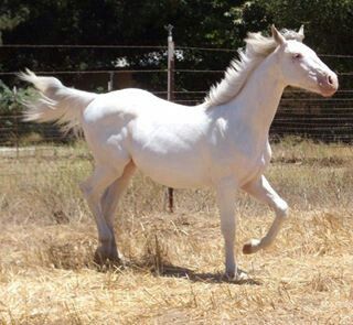 Camarillo horse Brindle Horse, Rare Horse Colors, Curly Horse, Rare Horse Breeds, Island Horse, Different Horse Breeds, Buckskin Horse, Haflinger Horse, Horse Coat Colors