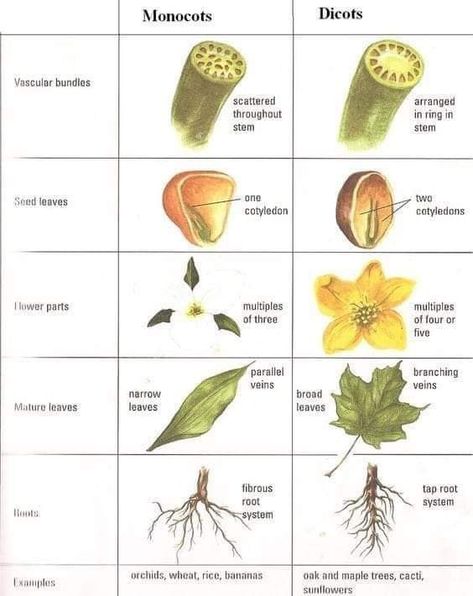 Nature Knowledge, Plant Biology, Biology Plants, Game Warden, Bush Lodge, Plant Physiology, Herbal Education, A Level Biology, Biology Lessons