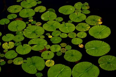 Lotus Lilly Pad Water Lily Dahlia - Free photo on Pixabay Pond Spitters, Nature Kindergarten, Pond Algae, Small Backyard Ponds, Floating Pond Plants, Bog Plants, Building A Pond, Pond Landscaping, Floating Plants