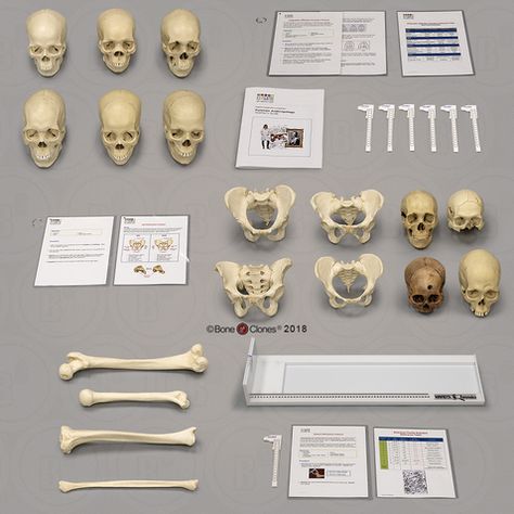 Physical Anthropology, Forensic Anthropologist, Forensic Anthropology, Stem Curriculum, Forensic Psychology, Career Vision Board, School Leadership, Forensic Science, Future Jobs