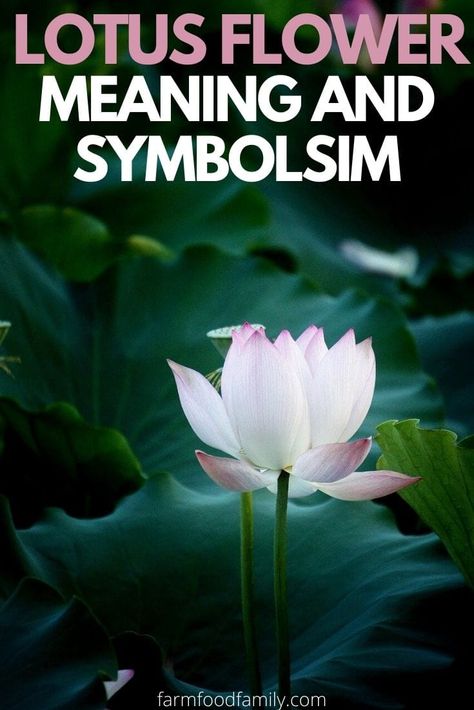 💮 Lotus Flower Meaning, Symbolism and Colors - Buddhist Symbol Of Purity Lotus Flower Color Meaning, Repurpose Wine Bottles, Potato Container, Lotus Flower Colors, Lotus Flower Meaning, Wine Bottle Garden, The Lotus Flower, Lotus Flower Pictures, Garden Diy Ideas