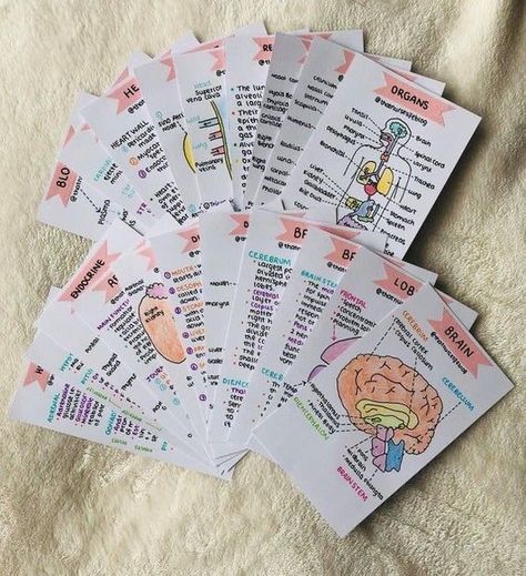 not my pic ☺ dm for credit Anatomy Flashcards, Studie Hacks, Organizator Grafic, Studera Motivation, Bahasa Jepun, Materi Bahasa Jepang, Study Cards, Medical Student Study, College Notes