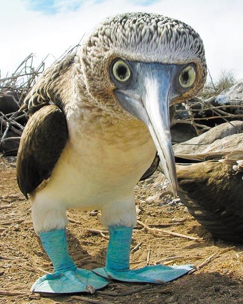 Craziest blue-footed booby photo we’ve seen yet! Great photo @lindbladexp ・・・ #bluefootedbooby #conservation #galapagos #birdphotography… Booby Bird, Cele Mai Drăguțe Animale, Animale Rare, Unusual Animals, Funny Birds, Exotic Birds, Pretty Birds, Colorful Birds, Weird Animals