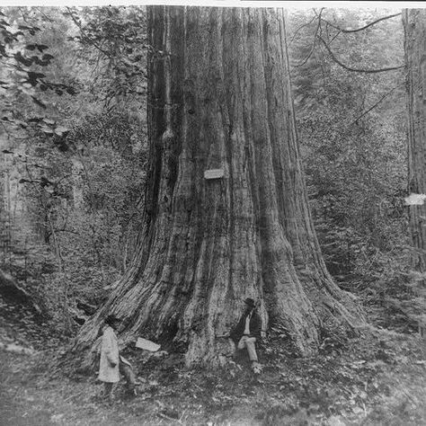 The Current State of American Chestnut Tree Conservation - FineGardening Chestnut Tree, American Chestnut, Planting Tips, Chestnut Trees, Fine Gardening, Bountiful Harvest, Forest Service, Native American Tribes, Weird And Wonderful