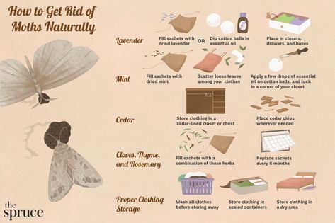 Learn how to use proven natural home remedies for getting rid of clothing moths and how you can prevent future closet infestations without mothballs. Moths In Closet, Homemade Humidifier, Getting Rid Of Moths, Household Bugs, Get Rid Of Clothes, Pantry Moths, Cedar Chips, Get Rid Of Spiders, Moth Repellent