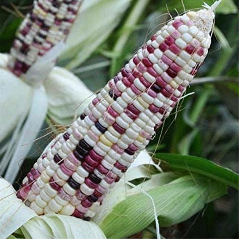 When To Transplant Seedlings, Colored Corn, Rainbow Corn, Flint Corn, Glass Gem Corn, Purple Corn, Purple Fruit, American Flag Wallpaper, Corn Seed