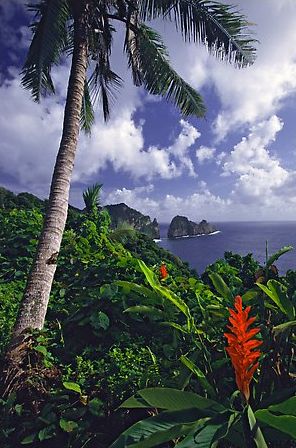 Palm Tree Pictures, Tree Pictures, Wild Ginger, Outdoor Pictures, American Samoa, National Parks Usa, Us National Parks, Paradise Island, South Pacific