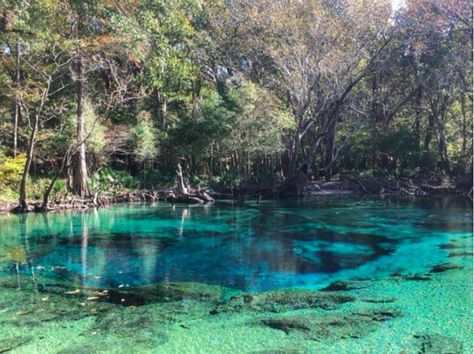 Take a tour for the day, with the 5-hour and 6-hour option and see for yourself why this stunningly exclusive spring is Florida’s coolest hidden gem. Cypress Springs Florida, Beach 2023, Florida Travel Destinations, Camper Travel, Florida Camping, Florida Adventures, Vacation Florida, Florida Destinations, Florida Springs