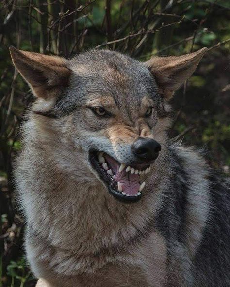 How To Draw Canines, Wolf Snarling Reference, Snarling Dog Reference, Animal Snarling, Dog Snarling Reference, Coyote Reference Photo, Snarling Reference, Canine Tattoo, Wolf Reference Drawing