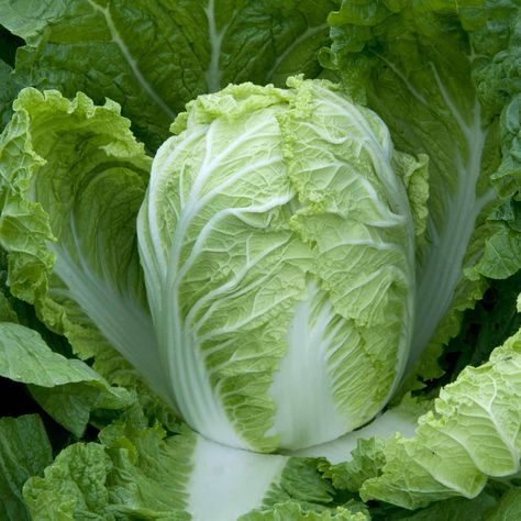 Questar F1 Seeds grow dark green, compact cabbages quickly--ideal for early-cropping. Showing strong resistance to disease and bolting. Growing Cabbage, Growing Calendar, Oils For Relaxation, Dark Green Colour, Cabbage Seeds, Healing Waters, Green Queen, Chinese Cabbage, Cabbage Leaves