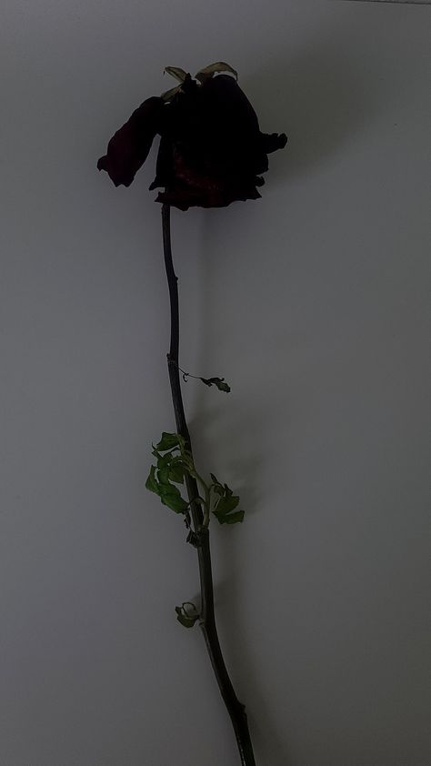 Withered Rose, Blooming Rose