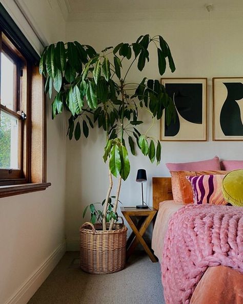 Indoor Trees Low Light, Big House Plants, Tall House Plants, Indoor Tree Plants, Indoor Plants Bedroom, Big Indoor Plants, Tall Indoor Plants, Indoor Plants Low Light, Tree Indoor