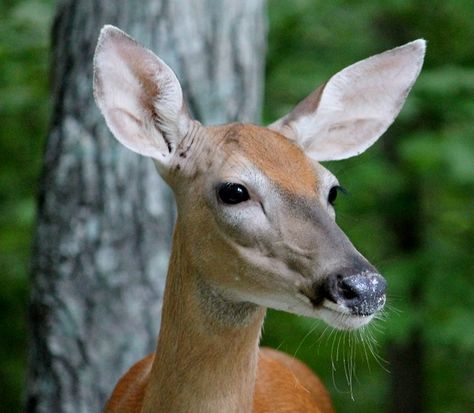 Faith, Bubble's Mama, Doe-lene's Grandma and Echo's Grandma. They both got her large ears too! Deer Ears Drawing, Deer Side Profile, Study Reference, Side Profiles, Deer Ears, How To Draw Ears, Deer Doe, Animal References, Reference Pictures