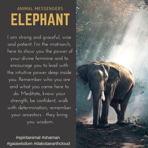 Animal Messengers - Elephant Remember who you are and what you came here to do.    What animals are showing up for you this week?  Do you get a lot of messages from them?  I have some guided meditations that can help you communicate with your power animals  #spiritanimal #shaman #dakotaearthcloud Cheetah Spirit Animal Meaning, Elephant Sayings, Meditation Signs, Elephant Totem, Elephant Symbolism, Elephant Spirit Animal, Elephant Meaning, Spiritual Animals, Elephant Quotes