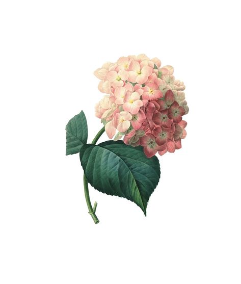 Big Leaf Hydrangea, Bigleaf Hydrangea, Botanical Flower Art, Pink Hydrangea, Kew Gardens, Flower Prints Art, Free Vector Graphics, Botanical Flowers, Vintage Botanical