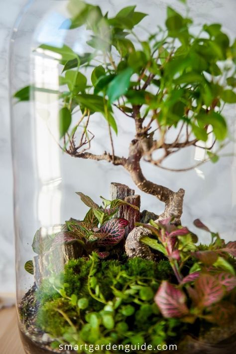 Best closed terrarium plants. These 14 great small indoor plants will look great and thrive in your terrarium. Small Closed Terrarium Ideas, Large Terrarium Ideas, Plant Space, Closed Terrarium Plants, Terrarium Design, Tropical Terrariums, Closed Terrarium, Large Terrarium, Planting Plants