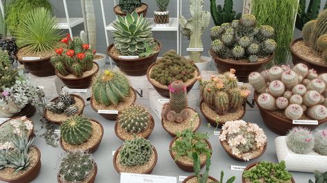 Cacti display by RHS Kaktus Dan Sukulen, Succulent Landscaping, Tiny Plants, Succulent Gardening, Cactus Y Suculentas, Cactus Garden, Pretty Plants, Succulents Diy, Plant Mom