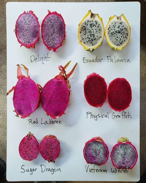 garden on Instagram: “RARE DRAGONFRUITS - My dragonfruit mentor Richard over at @graftingdragonfruit was kind enough to send me SIX different varieties for me to…” Dragonfruit Benefits, Dragon Fruit Types, Dragonfruit Aesthetic, Dragonfruit Plant, Dragon Fruit Aesthetic, Dragonfruit Dragon, Rare Fruits, Como Plantar Pitaya, Dragonfruit Recipes