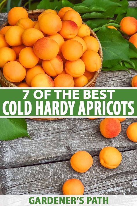 Ready to grow sweet homegrown apricots in your chilly northern climate? If you plant the best cold-hardy varieties you’ll be sure to harvest a bumper crop of fruit. To learn what to look for in an apricot variety – and defy the dreaded late frost – read more at Gardener’s Path. #apricots #coldhardy #gardenerspath Vermont Garden, Budget Gardening, Apricot Trees, Tall Potted Plants, Homesteading Life, Homesteading Tips, Modern Homestead, Growing Trees, Green Woman