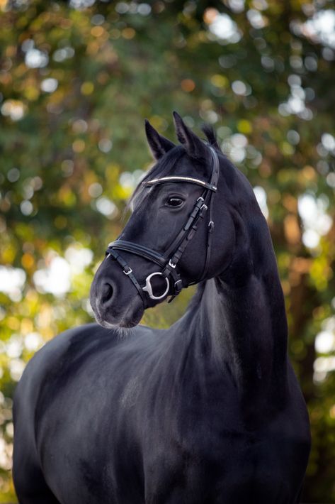 Schwarze Schönheit. Rappwallach.   #pferdefotografie #rappe Warmblood Horses, Show Jumping Horses, Big Horses, Marion Cotillard, Black Horses, Horse Aesthetic, Black Animals, Friesian Horse, Thoroughbred Horse Racing