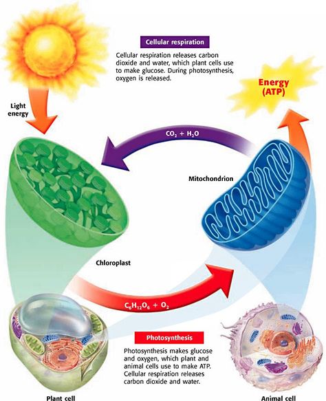 Photosynthesis, Cellular Respiration, & Fermentation - Biology Rocks! Cell Respiration, Photosynthesis And Cellular Respiration, Plant And Animal Cells, Cellular Respiration, Biology Classroom, High School Biology, Ap Biology, Biology Teacher, Animal Cell