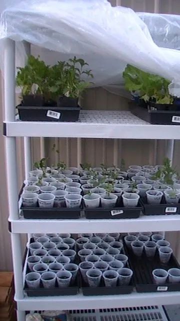 Mini Aquaponics, Diy Mini Greenhouse, Diy Greenhouse Plans, Aquaponics Diy, Indoor Greenhouse, Mini Greenhouse, Diy Greenhouse, Garden Greenhouse, Greenhouse Gardening