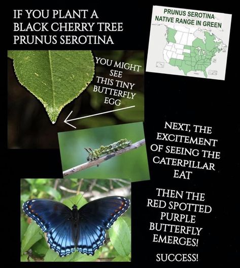 Red Spotted Purple Butterfly, Black Cherry Tree, Butterfly Plants, Cherry Tree, Purple Butterfly, Black Cherry, Outdoor Entertaining, Native Plants, The Great Outdoors