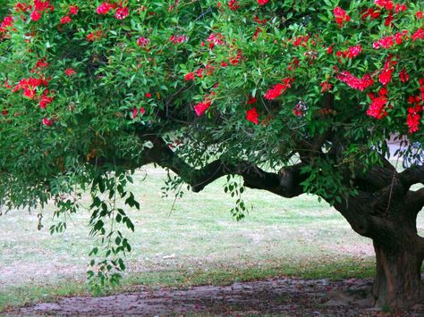 La Leyenda de la Flor del Ceibo Acuarela Ideas, Grapes, Scrapbooking, Google Search