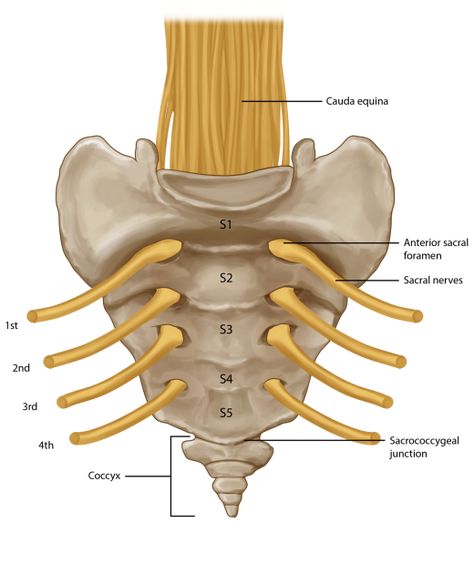 Coccyx Anatomy, Sacrum Anatomy, Lower Back Anatomy, Spinal Cord Anatomy, The Human Anatomy, Learn Biology, Anatomy Bones, Basic Anatomy And Physiology, Spinal Nerve