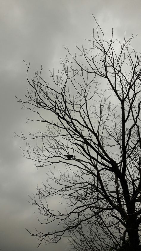 Leafless Tree, Poison Tree, Tree Wallpaper Iphone, Gray Tree, Medical Wallpaper, Dark Red Wallpaper, Amoled Wallpapers, Beautiful Profile Pictures, Retro Wallpaper Iphone