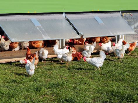 Farming Game, Poultry Business, Starting A Farm, Farming Guide, Broiler Chicken, Day Old Chicks, Poultry House, Chicken Farming, Poultry Feed