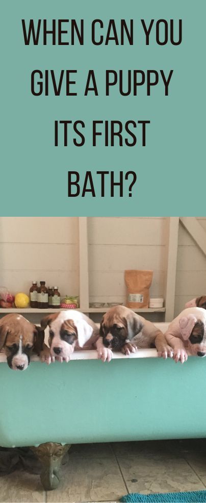 Puppy Bath Tips, When To Bathe Newborn, Newborn Puppy Care, Bringing Home Puppy, Berry Ideas, Newborn Puppy, Puppy Shampoo, Teddy Bear Puppies, Newborn Bath