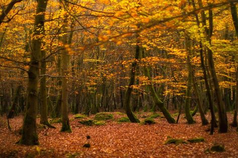 @Piclogy : Deep in the golden forest | Photography by Tommy Clark http://bit.ly/1NhpkcH Golden Ratio In Nature, Golden Forest, Breathtaking Photography, William The Conqueror, Earth Pictures, Natural Bridge, Forest Photography, New Forest, Beautiful Villages