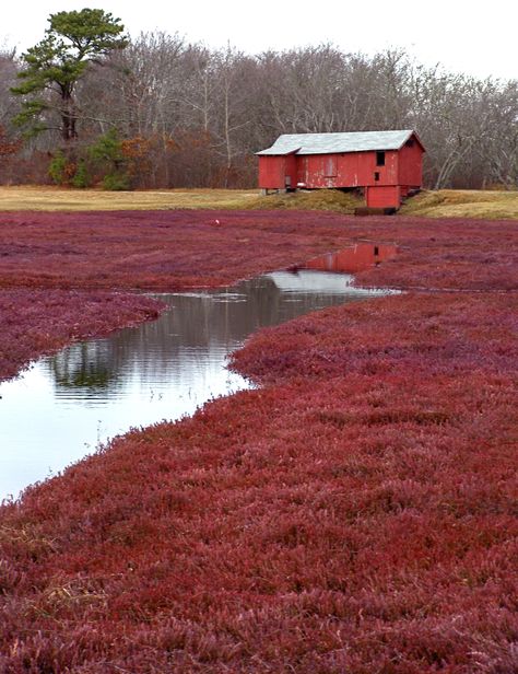 Cranberry Farm, Cranberry Bog, Country Barns, Midwest Living, Farm Stuff, Cranberry Recipes, Autumn Scenery, Marthas Vineyard, Red Barns