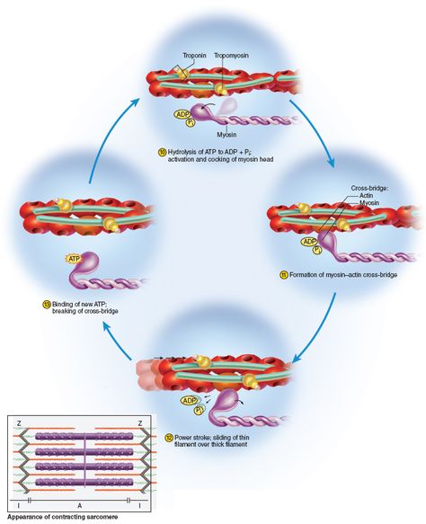 (2)... This process will happen continuously in a cycle as long as Ca+ and ATP are present. Rigor Mortis occurs after you die. The SR deteriorates andCa+ spills out, however there is a lack of ATP (because no oxygen). Ca+ causes myosin/actin attachment, but they cannot detach because of the lack of ATP.  This leaves your muscles in a permanent binding state of binding of myosin/actin. Biology Cell, Tissue Biology, Anaerobic Respiration, Newspaper Design Layout, Rigor Mortis, Basic Anatomy And Physiology, Medical Photos, Medical School Studying, Muscle Contraction