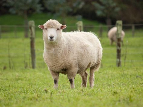 Perennial Grasses, Domestic Animals, Down On The Farm, Royalty Free Images, Stock Images Free, Sheep, Stock Photos, Animals