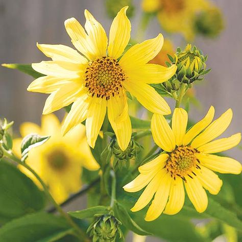 This Perennial Sunflower produces beautiful blooms in late summer and early fall! More top fall flowers: http://www.bhg.com/gardening/flowers/perennials/fall-garden-plants/?socsrc=bhgpin092213sunflower&page=5 Perineal Flowers, Plant Sunflowers, Fall Garden Planting, Fall Blooming Flowers, Perennial Sunflower, Plants That Repel Bugs, Drought Tolerant Perennials, Sun Plants, Have Inspiration