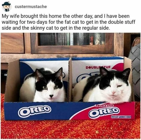 Funny-Cat-Pics-Memes Silly Animals, Funny Cat Pictures, Fat Cats, Animal Jokes, Funny Cute Cats, Silly Cats, Cute Little Animals, Animal Memes, Cute Funny Animals