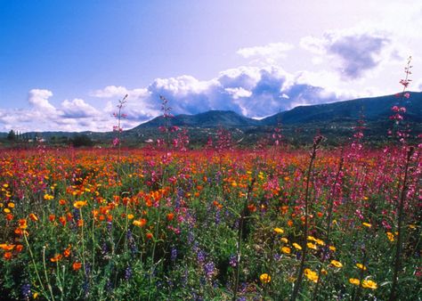 Oro Valley, Arizona Wildflowers http://www.visittucson.org/about/oro-valley/ Oro Valley Arizona, Arizona Wildflowers, Sonoran Desert, Military Life, Visitor Center, Travel Deals, Tucson, Beautiful Gardens, Outdoor Recreation