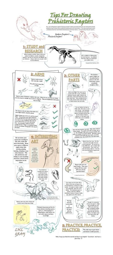 Tips for Drawing Prehistoric Raptors by WhiskerfaceRumpel Feathered Raptor, Art Boots, Drawing Tuts, Tips For Drawing, All Dinosaurs, Modern Birds, Politically Correct, Creature Drawings, Circulatory System