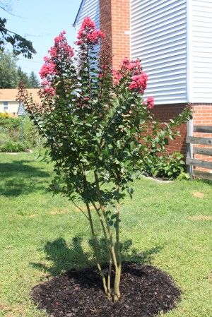 Make your own trees!  (with God's help, of course...)  Crepe Myrtle trees bloom during the hot summers and into Fall, when many other plants give up.  With time and patience, you can save a fortune by propagating your own plants! Crepe Myrtle Trees, Small Trees For Garden, Myrtle Tree, Crepe Myrtle, Crape Myrtle, Patio Plants, Ornamental Trees, Small Yard, Propagating Plants