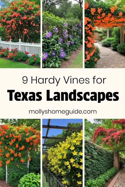 Explore the best vines for Texas gardens with these fast-growing, native climbers perfect for your trellis. From the vibrant trumpet vine to the stunning crossvine, these plants are ideal for Dallas landscaping. Add a pop of color and vertical interest to your outdoor space with these climbing vines that thrive in the Texas climate. Discover new garden ideas and create a lush green oasis with these top picks for Texas vines that will elevate your home's curb appeal. Zone 9 Landscaping Texas, Texas Garden Ideas Landscape Design, Texas Native Plants Landscaping, Dallas Landscaping, New Garden Ideas, Texas Gardens, Native Plant Landscape, Texas Landscaping, Sweet Autumn Clematis