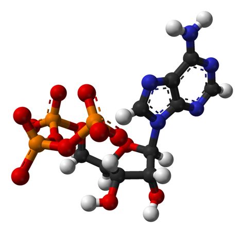 Adenosine Triphosphate, Human Science, Zumba Kids, Personal Trainer Certification, Nutrition Meal Plan, Molecule Tattoo, Personal Training Business, Nutrition Certification, Nutrition Consultant