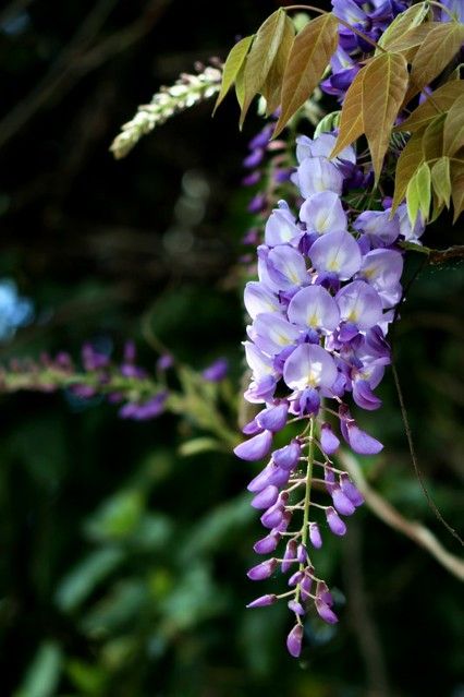 Chinese Wisteria, Wisteria Sinensis, Wisteria Flower, Funchal Madeira, Garden Walls, Funchal, Green Park, Wisteria, Garden Wall