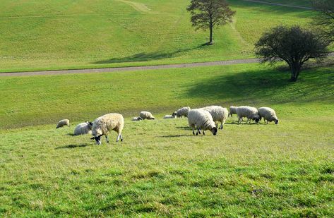 Livestock Meadow Sheep, #Livestock, #Sheep, #Meadow Sheep In Meadow, Sheep Background, Moss Rug, Animals Farm, Pastel Pink Aesthetic, Building Structure, Public Domain Images, Free Pictures, Free Photo