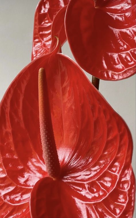 Red Anthurium, Outer Space Wallpaper, Foto Macro, Anthurium Plant, Anthurium Flower, Fragrant Garden, Flowery Wallpaper, Flower Therapy, March 2024