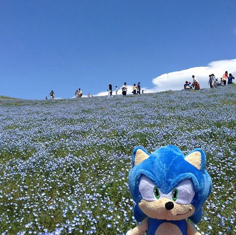 TIL Sega of Japan carries a Sonic plushie around Japan and takes pics of it in different settings - Album on Imgur Sonic Mania, Sonic Funny, Sonic 3, Blue Hedgehog, Sonic Franchise, Hedgehog Art, Sonic And Shadow, Sonic Boom, Sonic Art