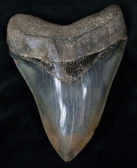 megalodon tooth Teeth Aesthetic, Shark Facts, Star Wars Padme, Megalodon Shark, Fossil Hunting, Rocks And Fossils, Megalodon Tooth, Shark Tattoos, Stone World