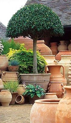 A blog for passionate gardeners with an emphasis on the quaint English Cottage Garden style Garden Ideas Under Trees, Large Terracotta Pots, Garden Urns, English Cottage Garden, Italian Garden, Mediterranean Garden, Garden Containers, Shade Garden, Terra Cotta